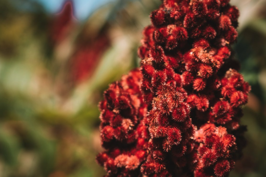 Fruit du sumac